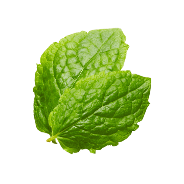 Peppermint